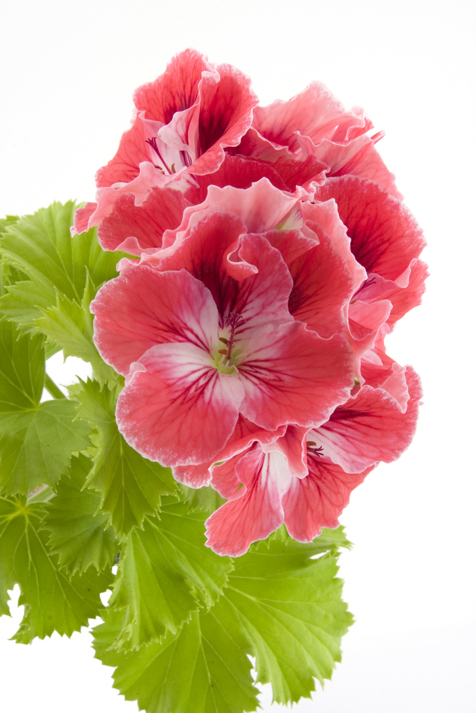 Pelargonia wielkokwiatowa (Pelargonium grandiflorum).